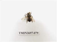 藏品(膜翅目(蜂))的圖片